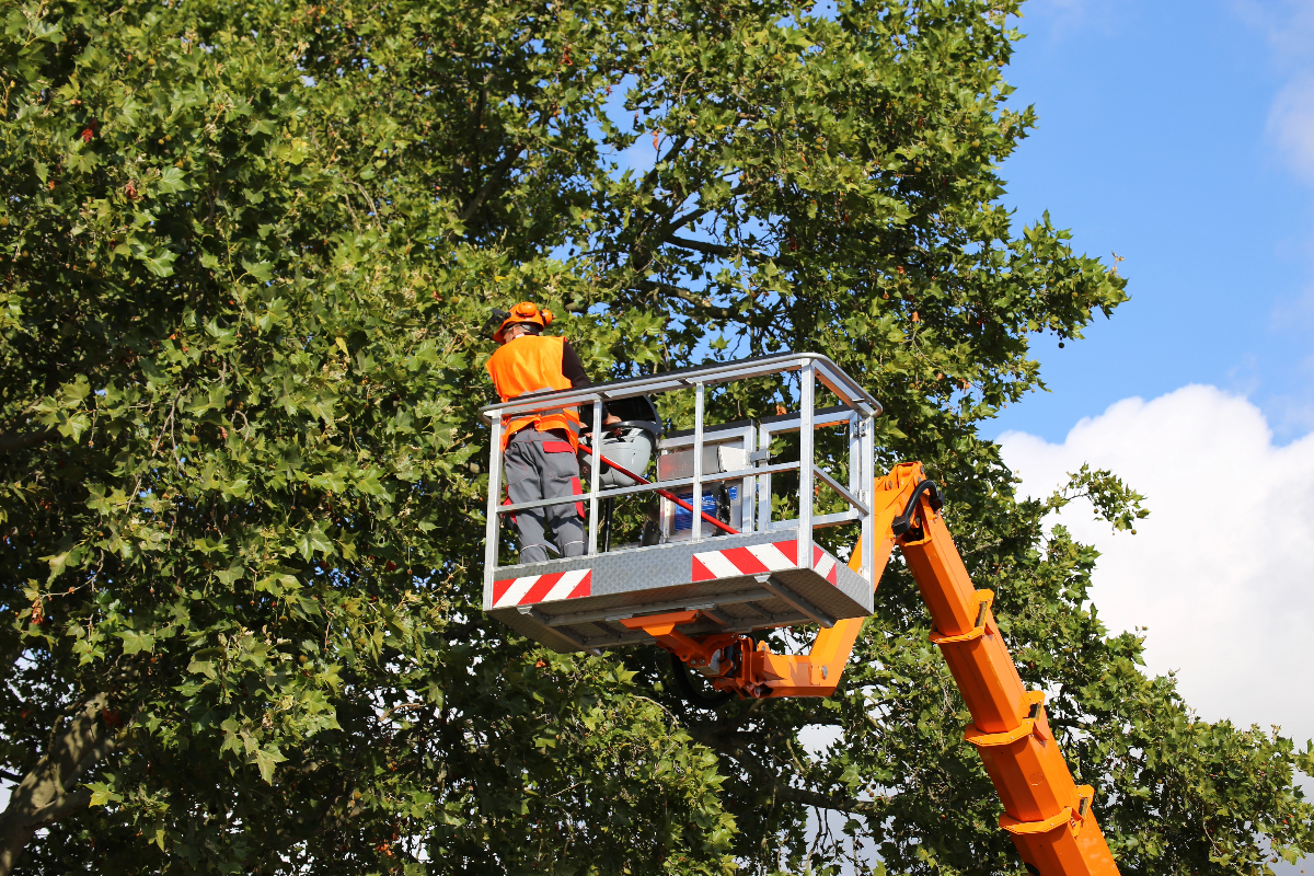 Arboriculture BLC Resources