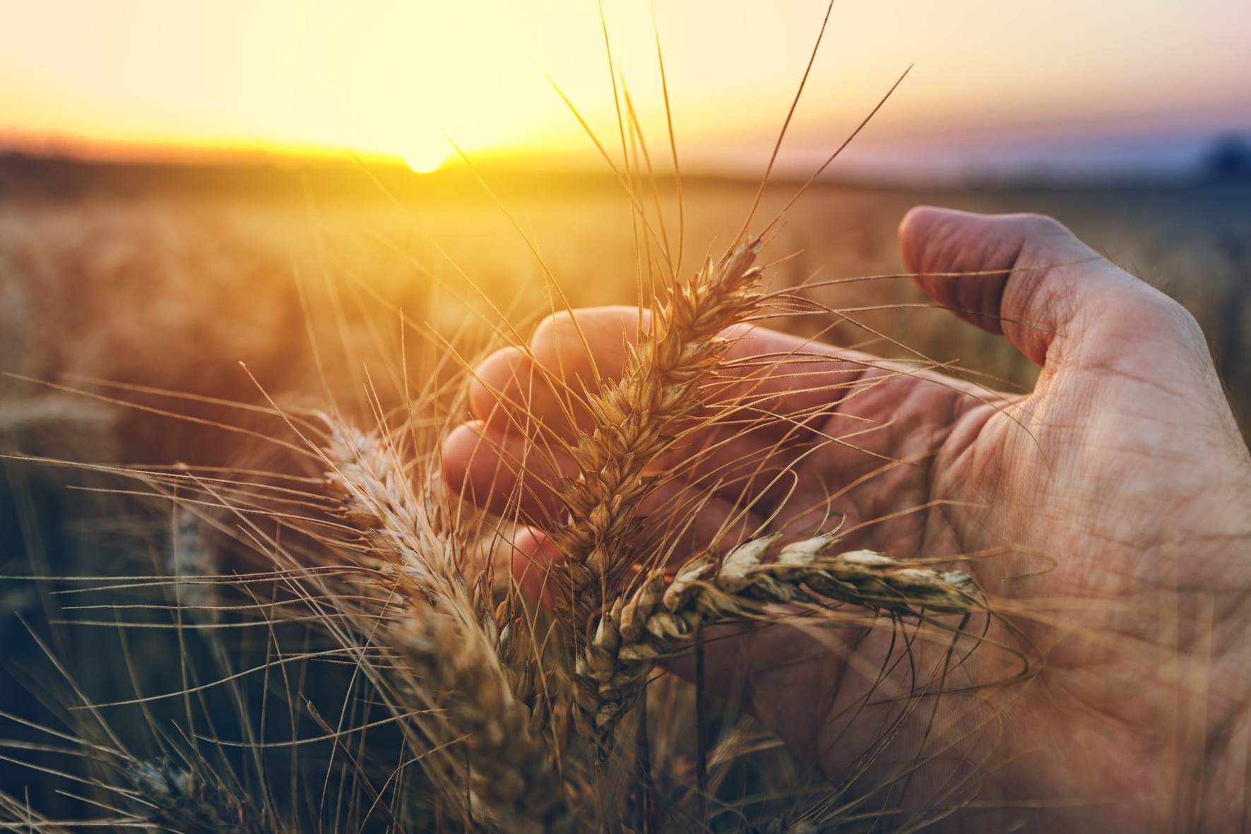 Crop Technician Apprenticeship Standard Homepage