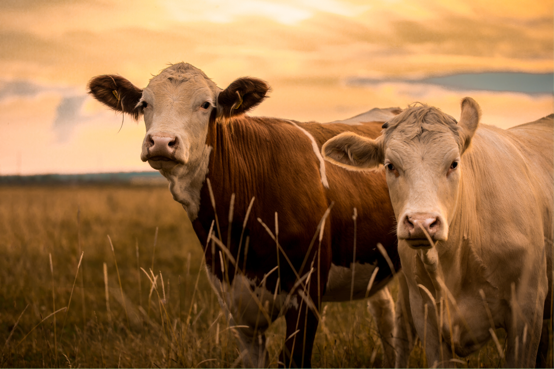 Livestock Unit Technician Homepage 