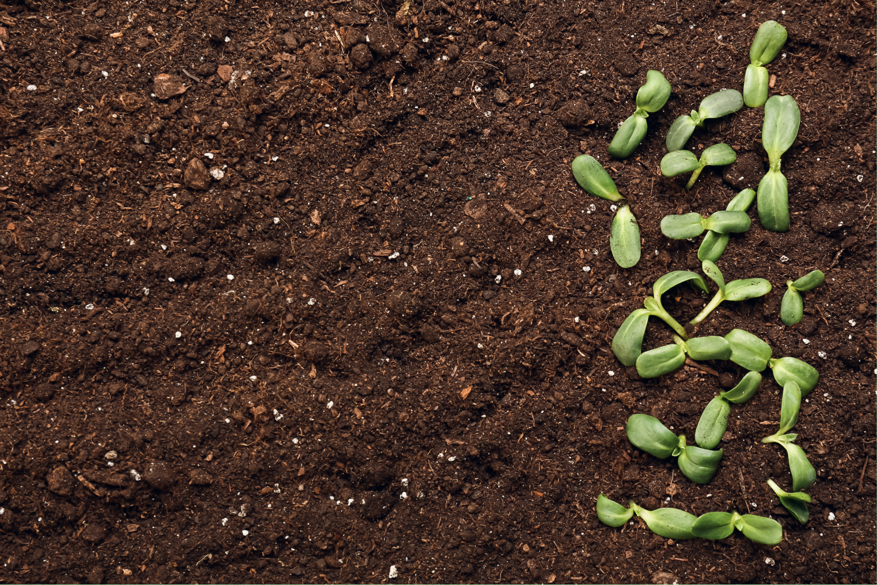 City and Guilds Level 1 Award in Practical Horticulture Skills Homepage