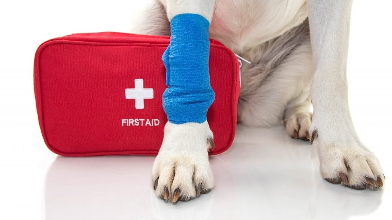 Vet Skill VTEC Level 3 Award in Canine First Aid 