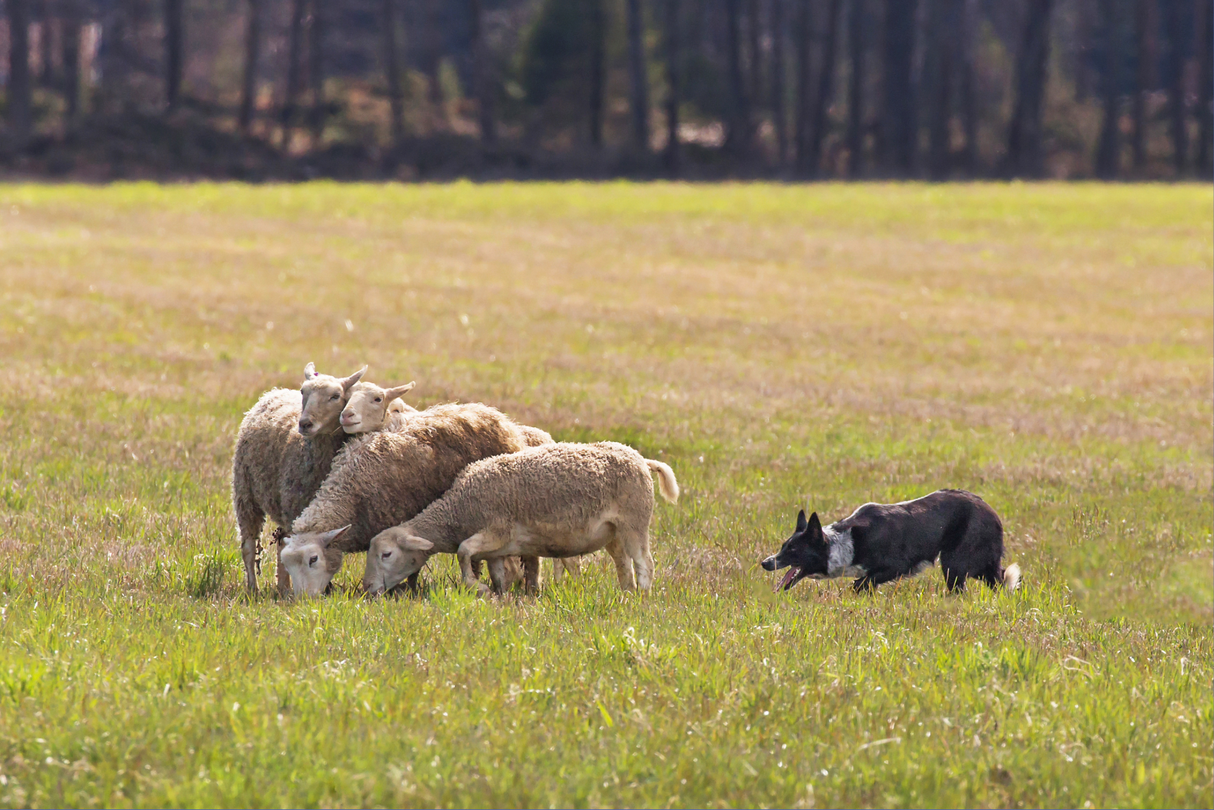 Movement of Animals