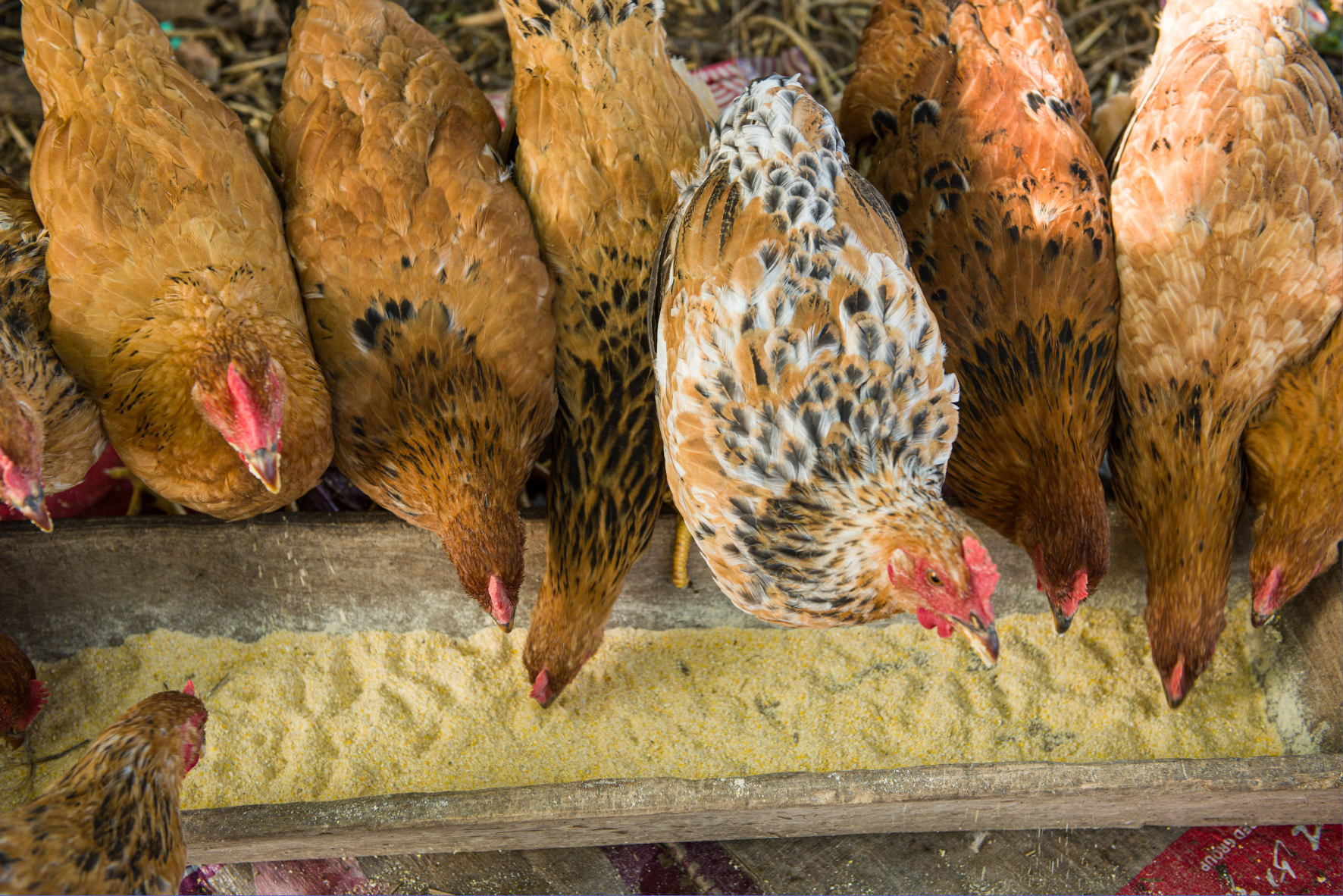 Plan and Provide Feed and Nutrition to Animals