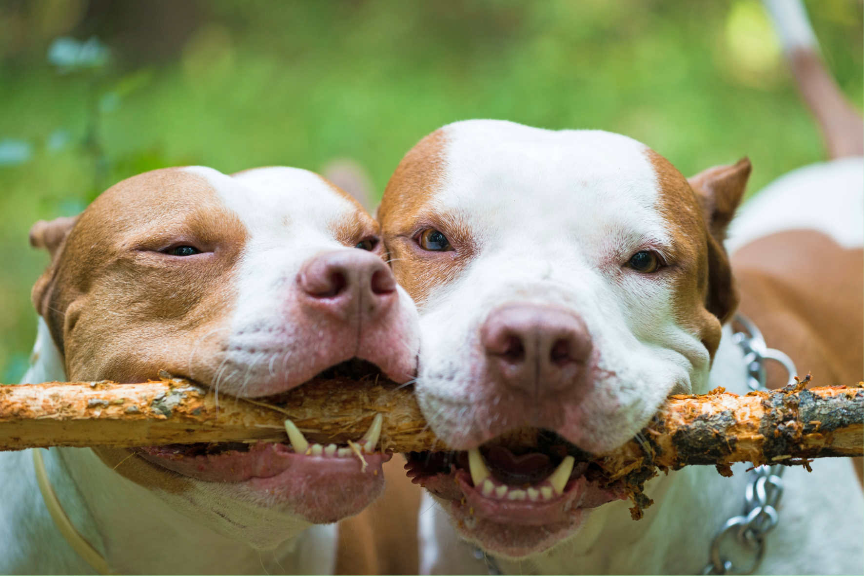 Advise Prospective Keepers on the Choice and Care of Animals