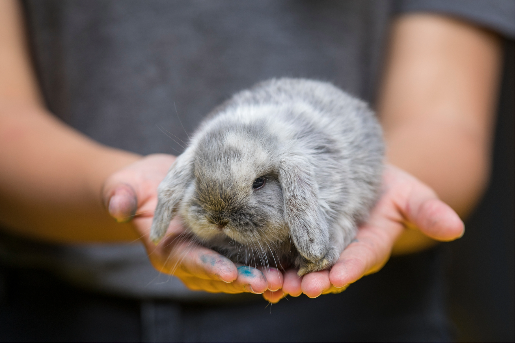 Unit 203 Animal Behaviour & Handling Homepage 