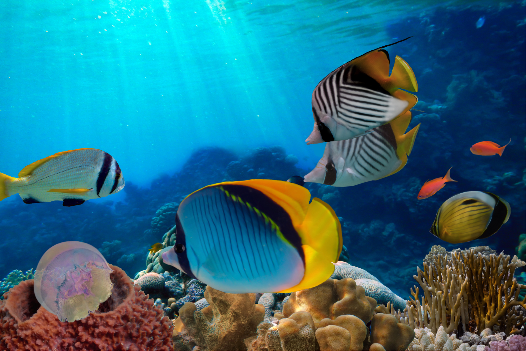 Unit 211 Aquatics Homepage