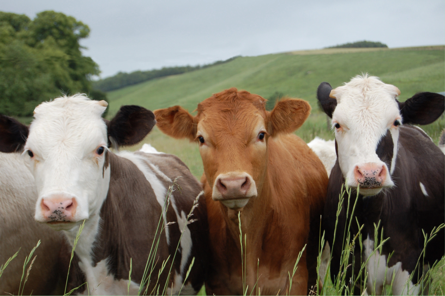 Unit 228 Farm Livestock Homepage