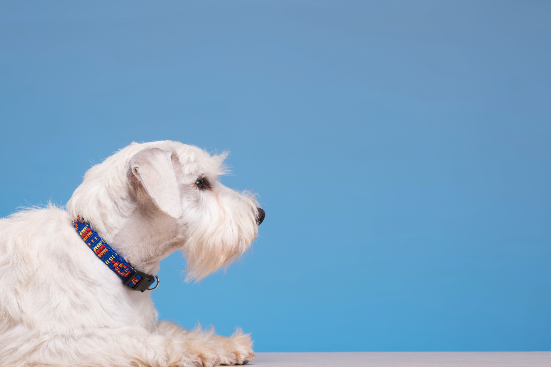 Canine Emergency First Aid