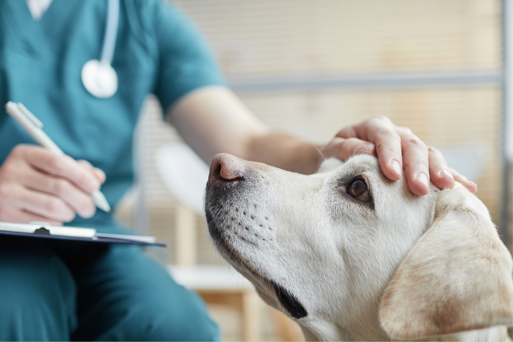  Animal Nursing Assistants Certificate Homepage