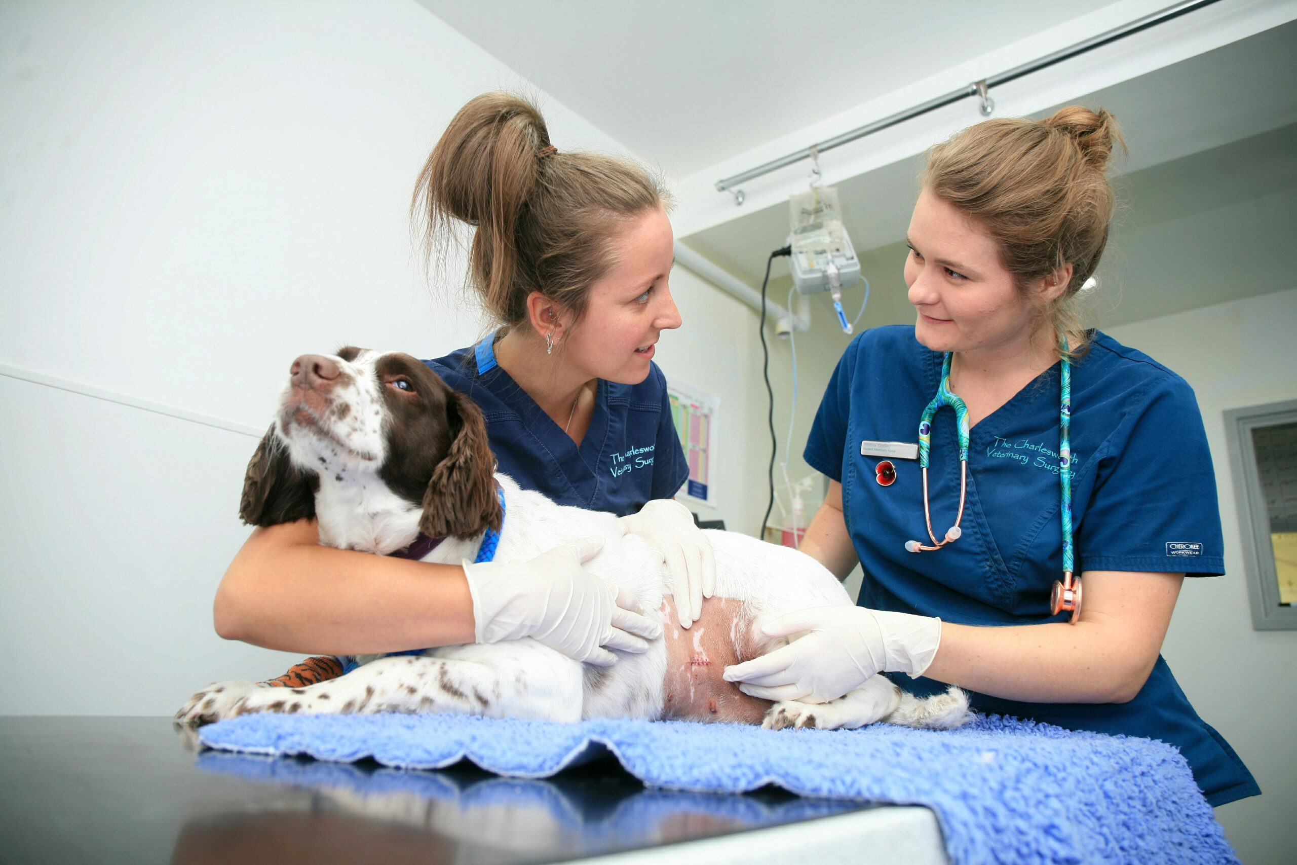 FdSc Veterinary Nursing Homepage