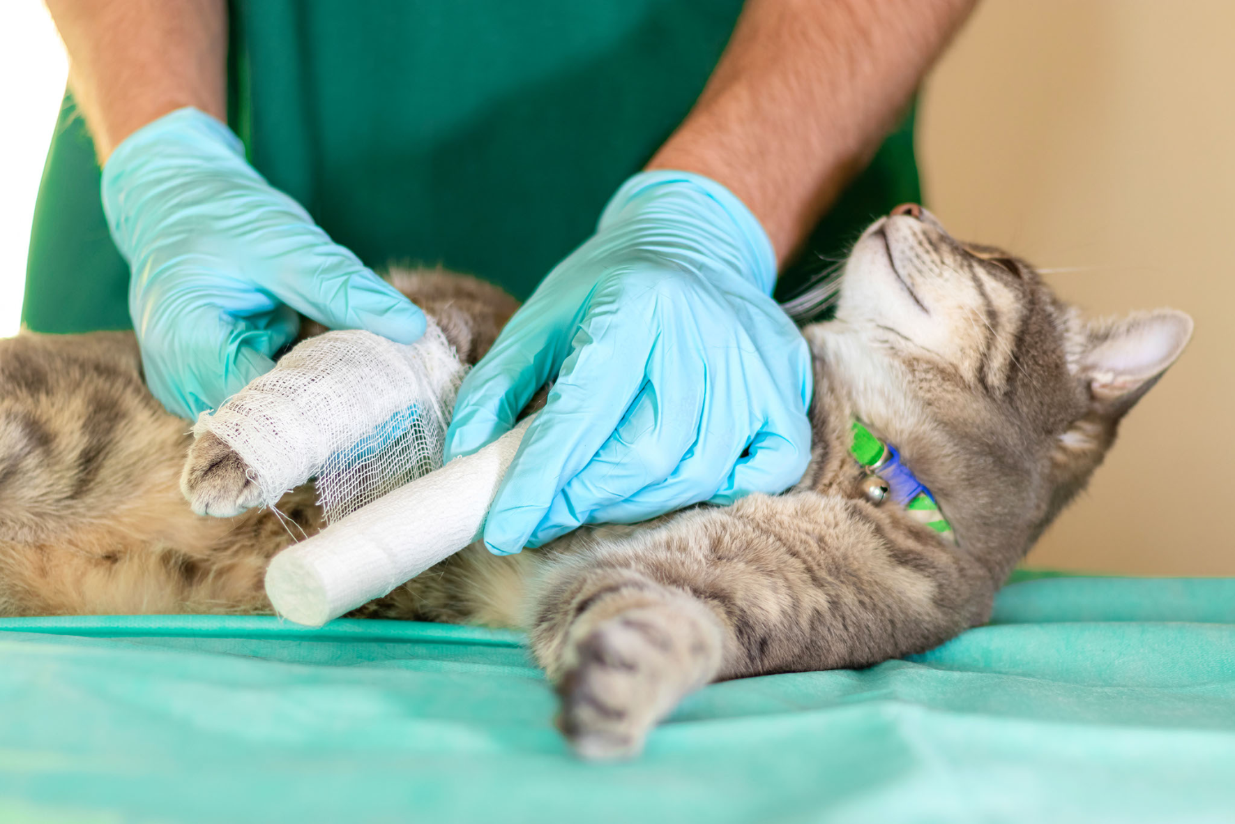 Maintaining Animal Health