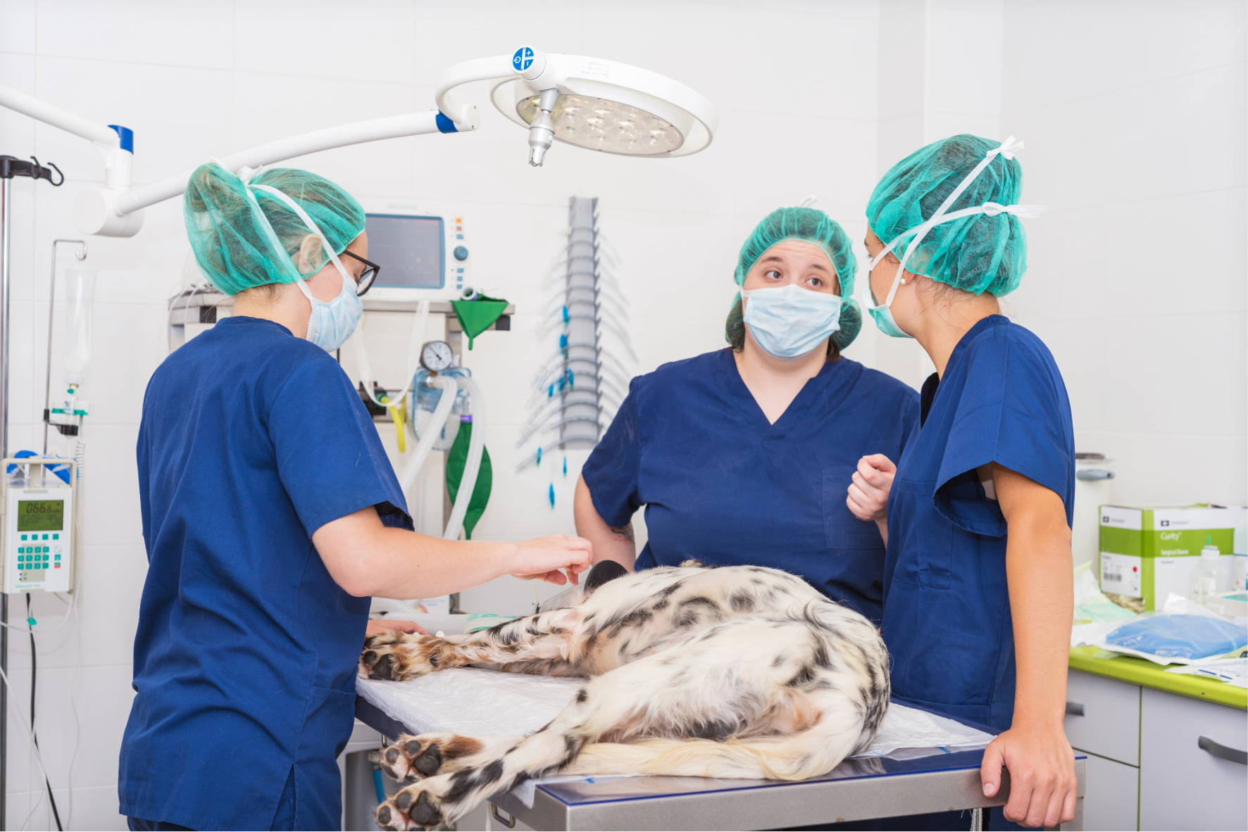 Application of Veterinary Nursing