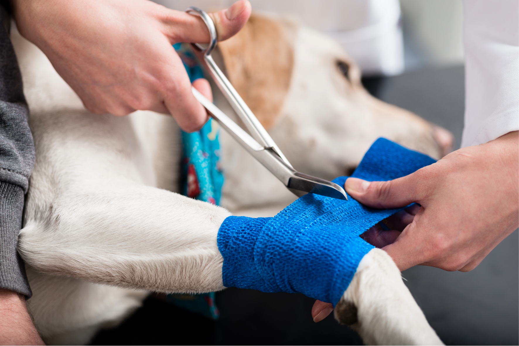 FdSc Year 2 Current Practice in Veterinary Nursing