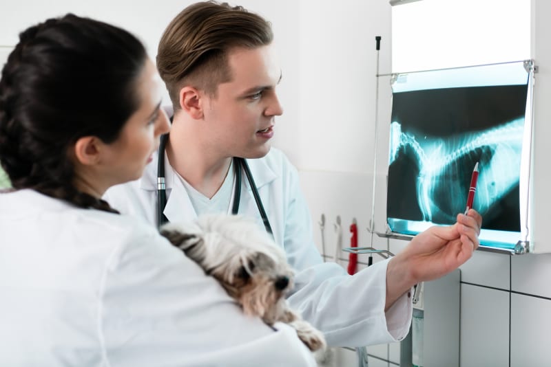 Year 2 FdSc Veterinary Nursing Diagnostic Methods