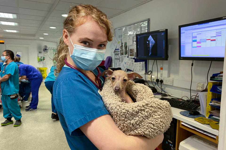 Year 3 Veterinary Placement 