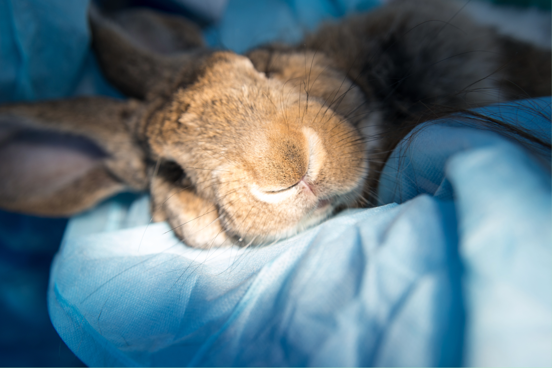 Unit 216 Assist with Maintaining the Health and Wellbeing of Animals
