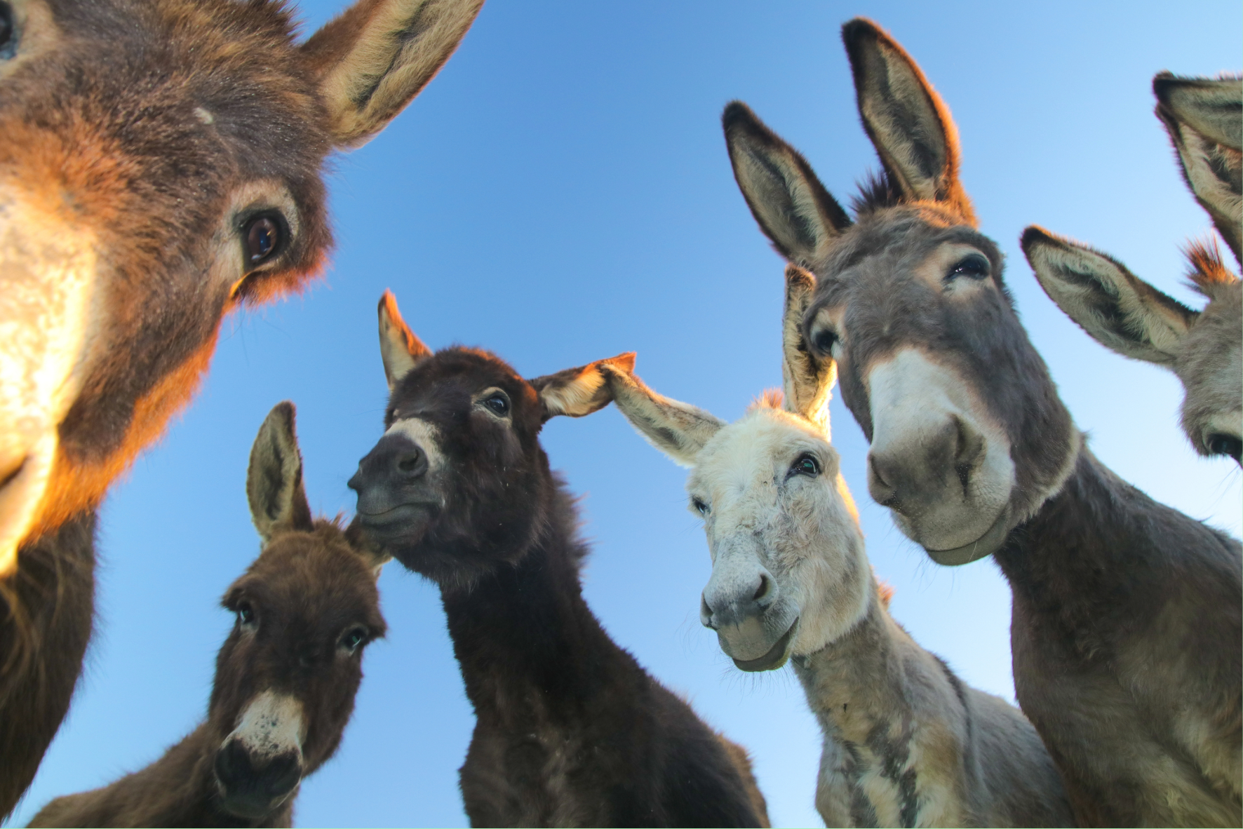 Animal Care and Welfare Assistant Apprenticeship L2