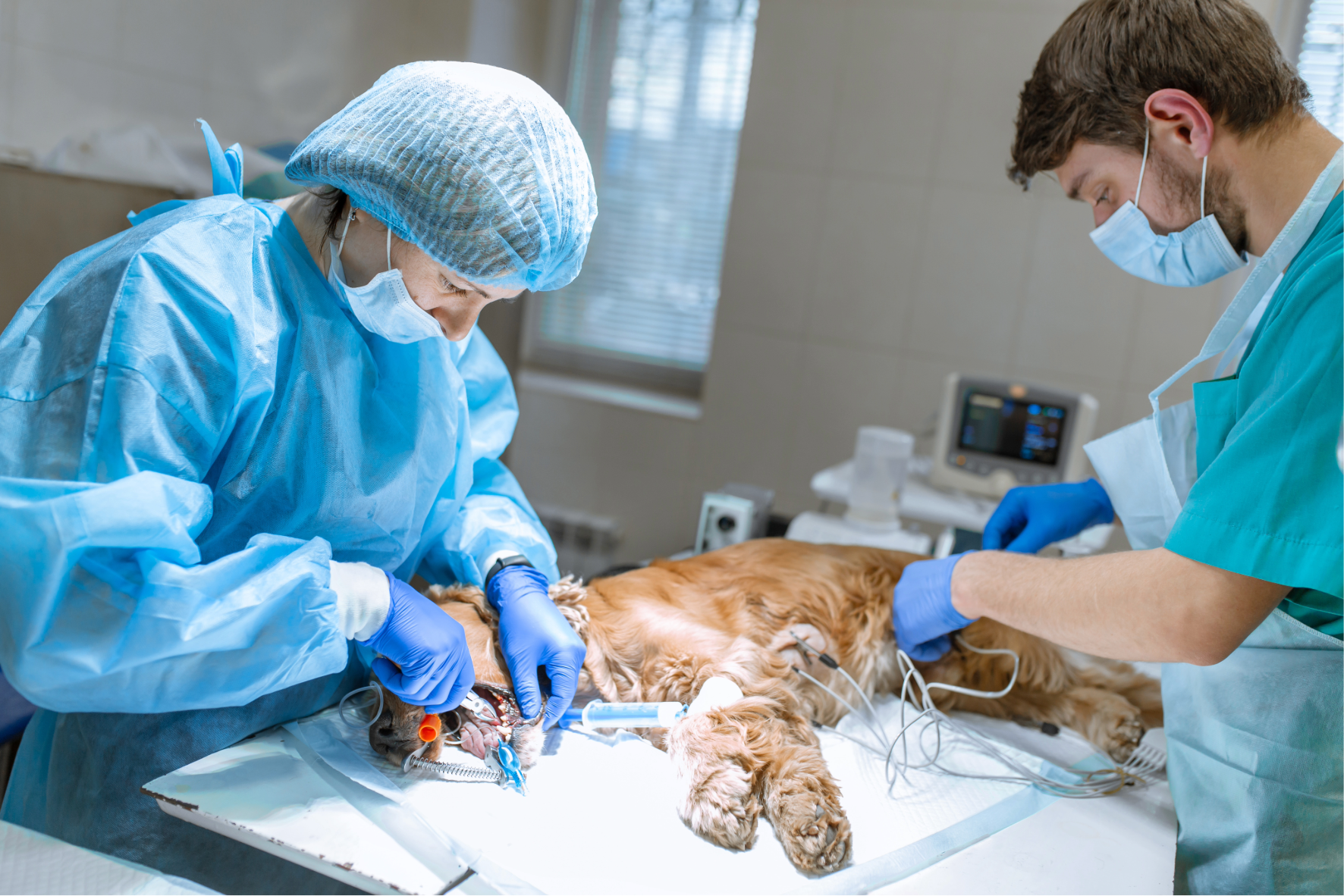 AVNP06 - Leadership, Coaching, Mentoring and Support in the Veterinary Practice