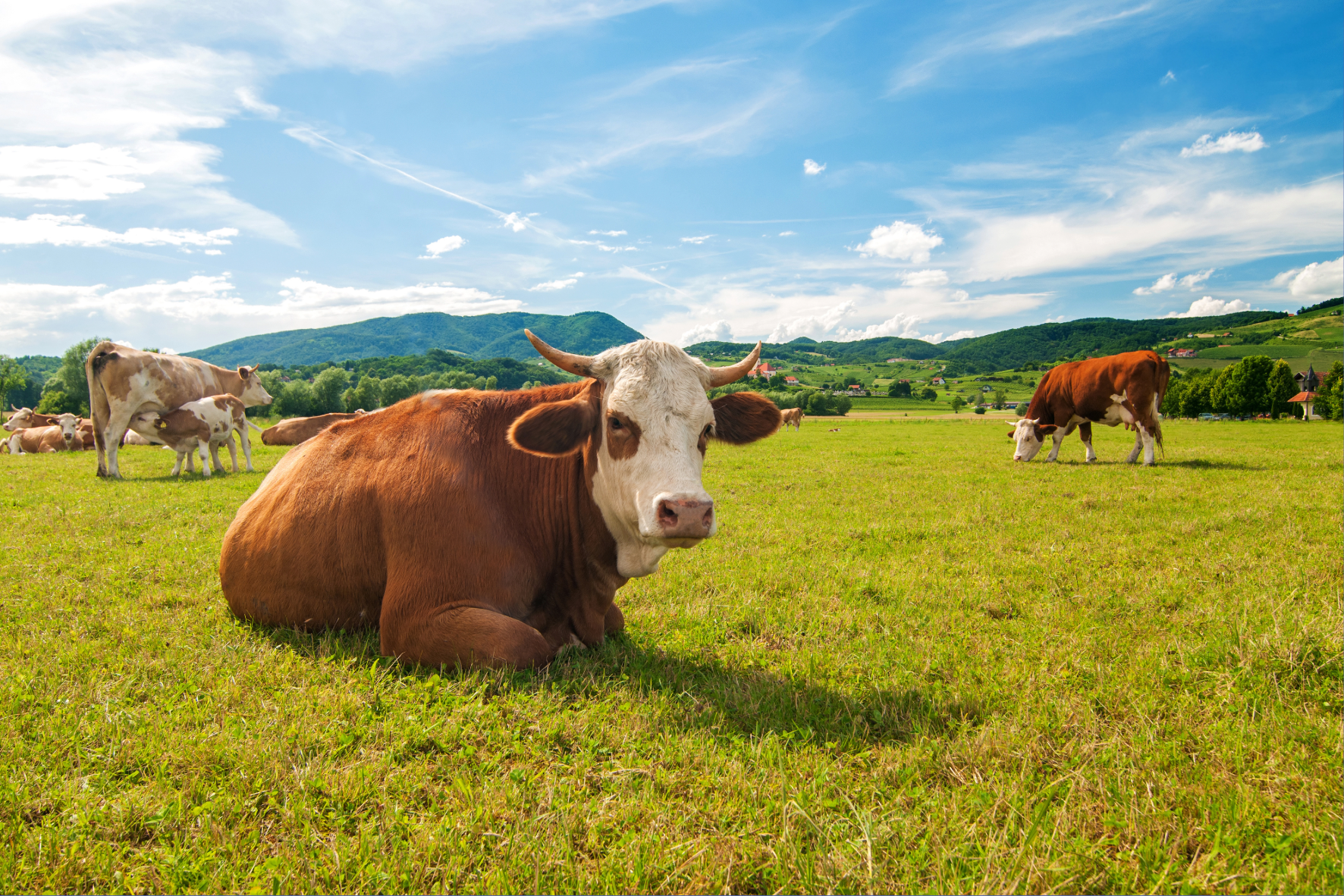 Level 1 Diploma in Land-based Studies - Animal Care