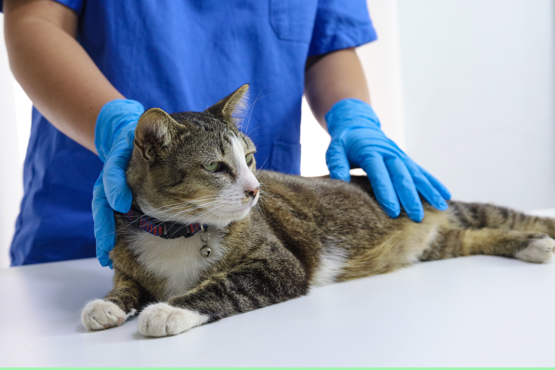 Veterinary Nursing Homepage 
