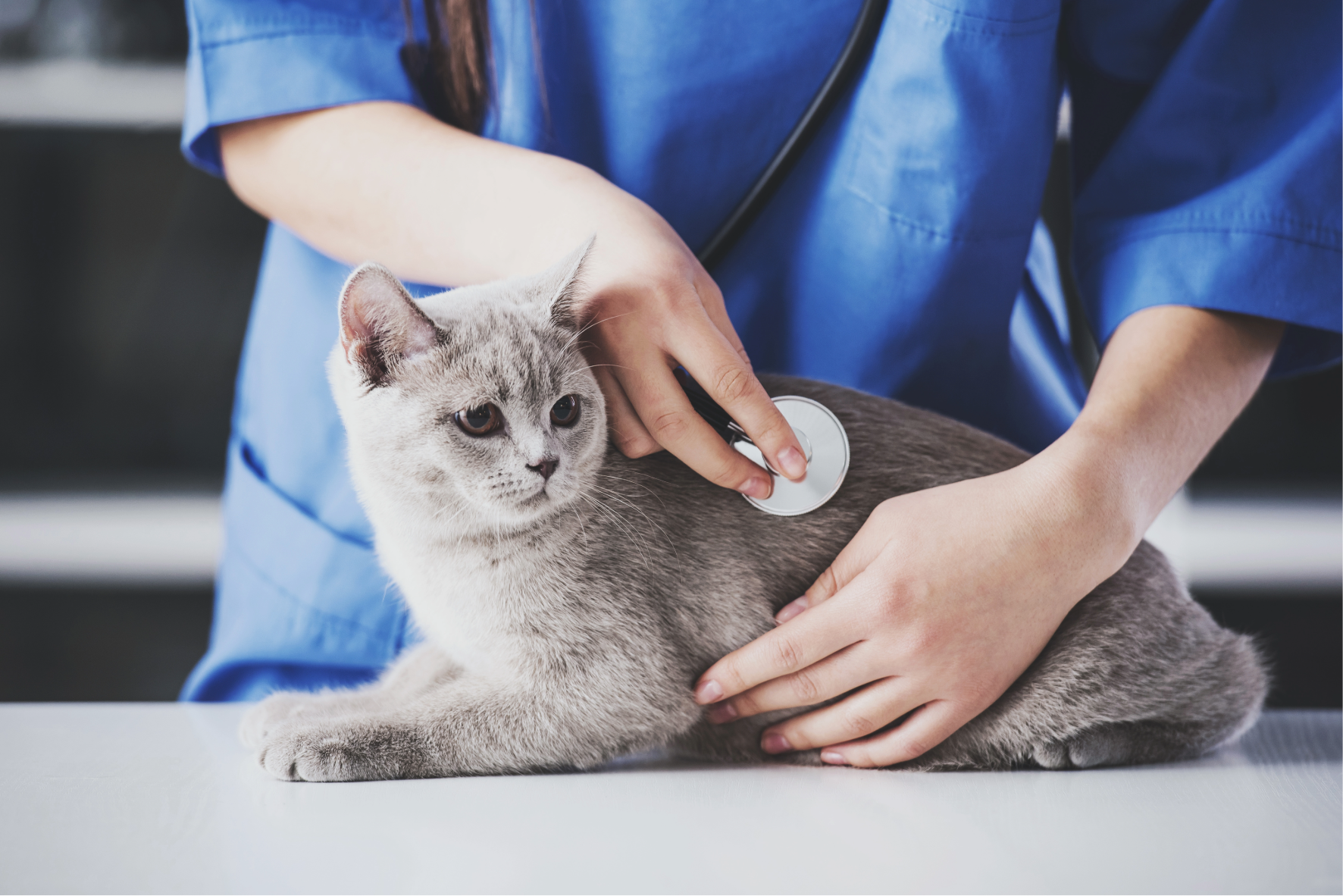 Vet Skills Level 3 Diploma in Veterinary Nursing
