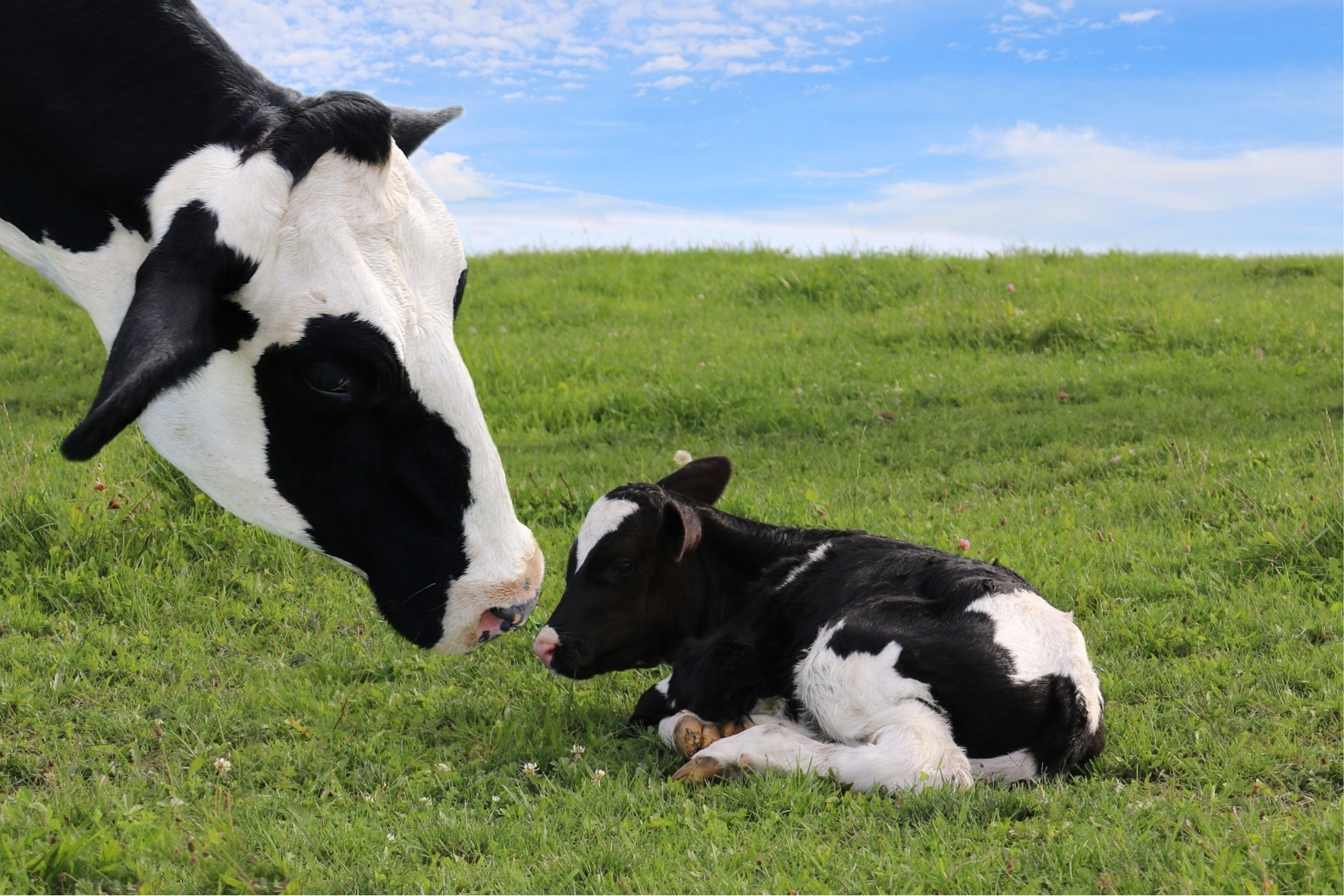 Unit 317 Farm Livestock Husbandry and Welfare