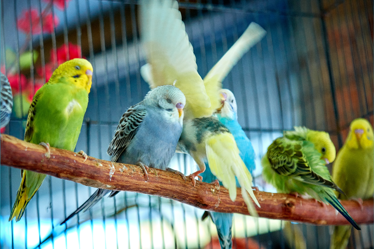 Unit 314 Avian Health and Husbandry (1080) 